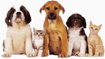 Lyndon Veterinary Clinic